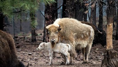 White bison birth in Yellowstone fulfills Native prophecy