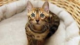 Bengal Cat’s Guilty Meow After Breaking Into the Dog’s Food Is Priceless