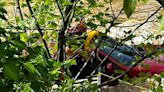 2 adults, dog rescued after car washes down creek in Frankfort