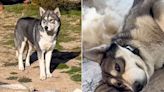 Animal Intruder Mistaken for a Wolf Turns Out to Be a Lonely Dog Looking for Love