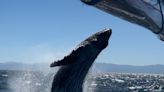 Científica boricua estudia ballenas jorobadas en la costa oeste de Estados Unidos con la meta de regresar a Puerto Rico