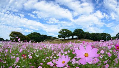 日本賞波斯菊迎秋天！東京、埼玉、山梨、長崎地區5大花海景點推薦