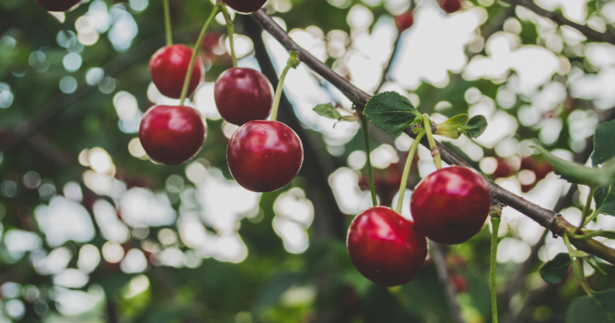 Cherry harvest in Northwest looks promising, especially after last two years