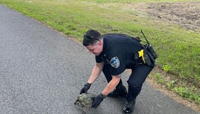 Turtles are saved, a fox is rescued, and a man loses his keys in a weird way - The Boston Globe