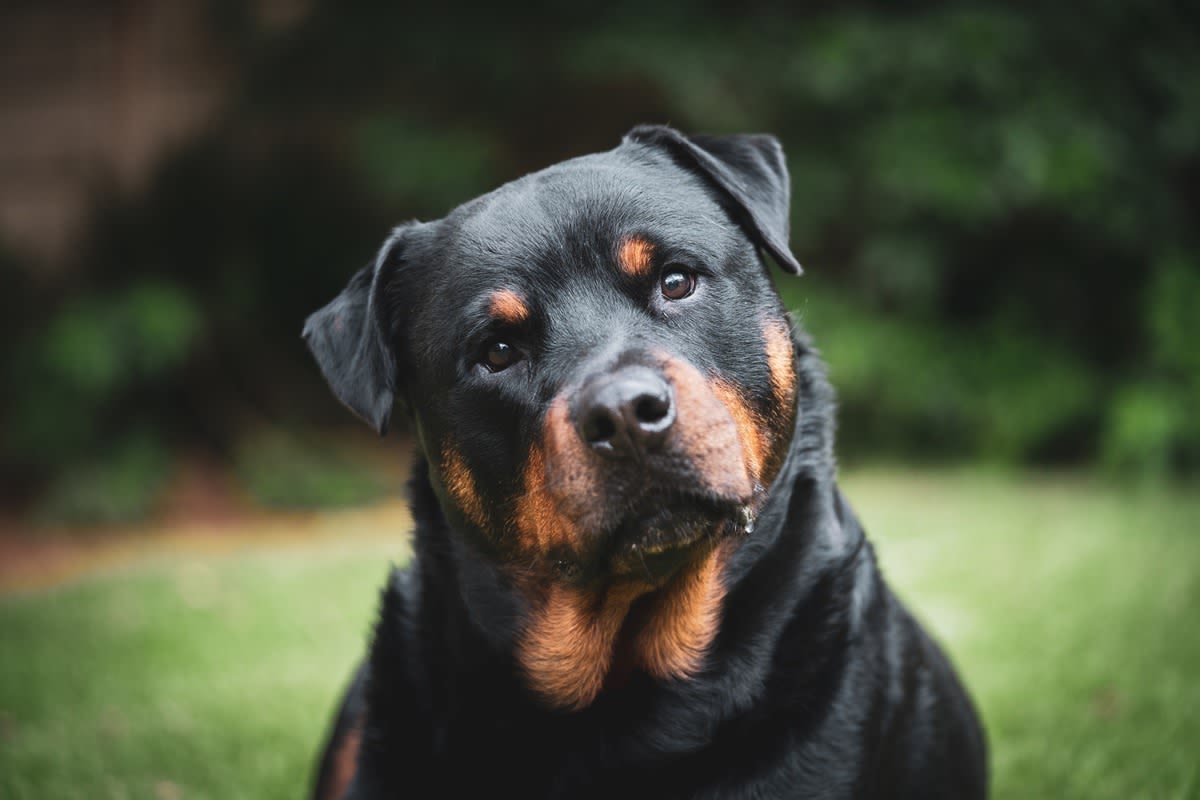 Rottweiler 'Engages Brakes' and Refuses to Go on Walk Without Mom