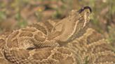 Wildlife experts warn Coloradans of rattlesnake sightings during this time of year