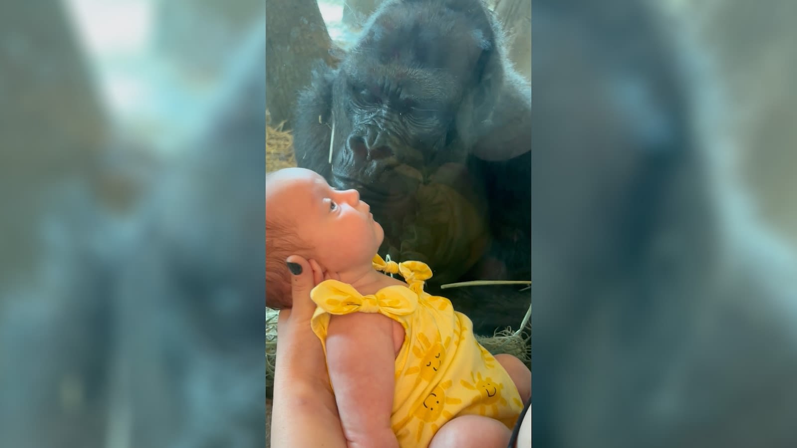 Gorilla kisses newborn baby through glass at zoo