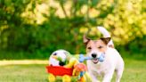 Keep Your Dog Out of Harm's Way With These 5 Tips