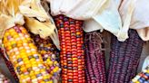 Indian corn again finds the spotlight. Here’s how to grow it in your North Texas garden