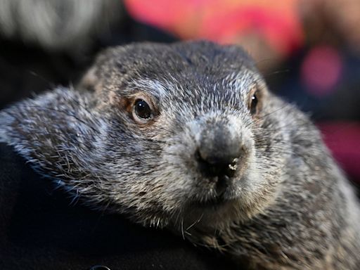 Punxsutawney Phil’s babies are named Shadow and Sunny. Just don’t call them the heirs apparent