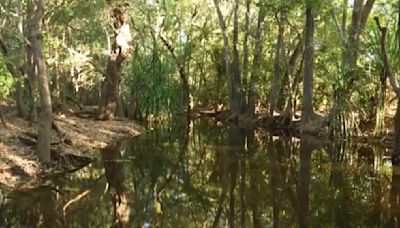 Police find remains of girl snatched by a crocodile while swimming in northern Australia