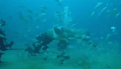 Giant Goliath Grouper Tries To Bite The Head Off Of Scuba Diver