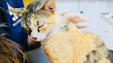 Abu Dhabi animal lovers work to rescue dozens of cats left in desert
