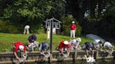 Swan Upping 2024: what and when is the royal River Thames tradition?