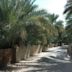 Al Ain Oasis