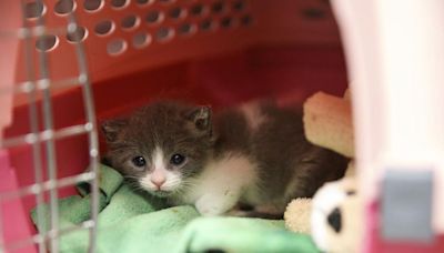 Kitten season is out of control. Are warmer winters to blame?