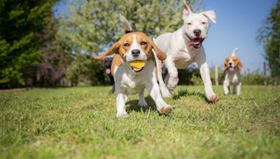 Seu cachorro precisa de mais amigos? Entenda por que ter companhia é bom para a saúde do seu pet