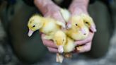 Sonoma County declares emergency after 250,000 chickens, ducks euthanized