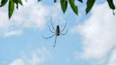 Alertan por plaga de arañas voladoras