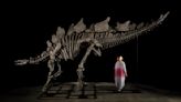 The Stegosaurus Skeleton ‘Apex’ Just Sold for a Record $45 Million at Auction