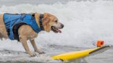 Check out these dogs who can surf