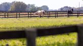 Ocala: Former horse farm slated to be home to thousands of single-family homes