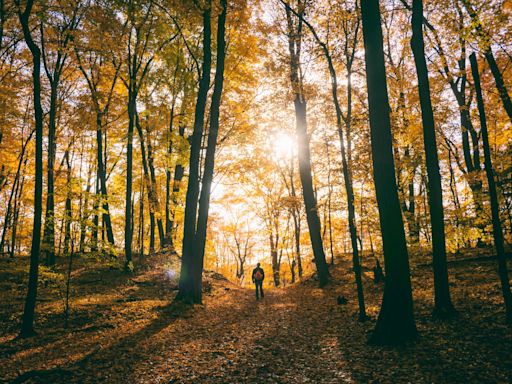 Why diversity in nature could be the key to mental well-being