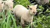 Sheep hired to "mow" grass on Lake Michigan island