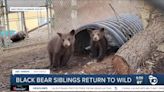 2 orphaned black bear cubs released into wild after stay at Ramona Wildlife Center