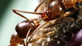 Study explores what happens if you give ants caffeine