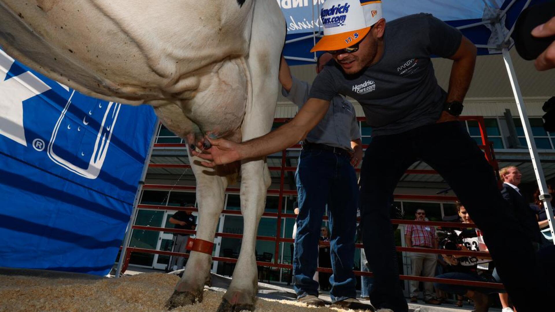 Indy 500 fastest rookie Kyle Larson milks a cow – ‘She was full of pressure and ready to release some milk.’
