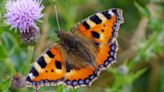 Concerns over record-low butterfly and moth numbers