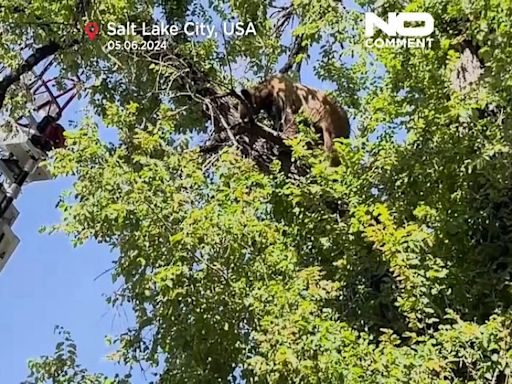 NO COMMENT: El impresionante accidente de un oso negro en el barrio norteamericano de Salt Lake City