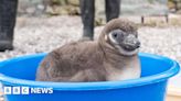 Chester Zoo celebrates birth of endangered penguin chicks