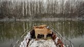 ‘They had nothing to eat’: Farmers rescue nearly 200 cows and horses stuck on a Serbian river island