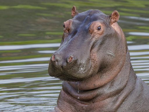 Murió Vanessa, la hipopótamo insignia de la Hacienda Nápoles; hay tristeza en el parque