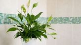 Houseplants which will banish mould from your bathroom for good