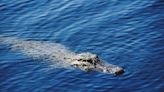 One dead in Myrtle Beach area after alligator attack