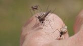 How Midlands residents can combat the summer mosquito surge