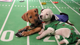 How to Watch Kitten Bowl Live For Free To Catch All The Cuteness
