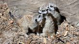 Brookfield Zoo welcomes 4 adorable meerkat pups