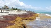 Secrets of sargassum: Scientists advance knowledge of seaweed causing chaos in the Caribbean and West Africa