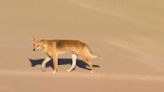 Dingo pack leader killed after attacking a jogger on a popular Australian tourist island