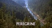 8. The Peregrine