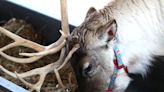 Reindeer in Kentucky? Here's a farm where you can meet Santa's little helpers this year