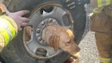 N.J. Firefighters Use Plasma Cutters to Set Dog Free After Getting Head Stuck in Tire: ‘We Are Grateful’