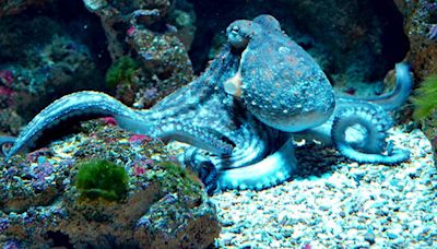 Octopuses, fish hunt together using surprisingly complex decision-making