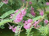 Indigofera