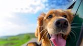 Can dogs get heat stroke? 10 biggest health hazards for pets, according to a vet