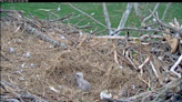 Second chick at NCTC eagle nest in West Virginia killed by father